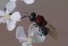 347514 – Photo : Marc Solari – France (68)